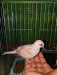 Baby diamond dove